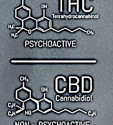 El CBN es otro compuesto de la planta de cannabis con propiedades beneficiosas